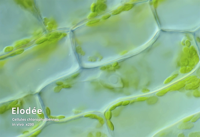 Observation de cellules d'Elodée - gryphea.com